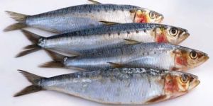 Sardine Fish