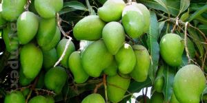 Fresh Green Mango