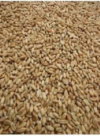 Certified Wheat Seed