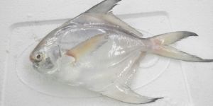 Pomfret