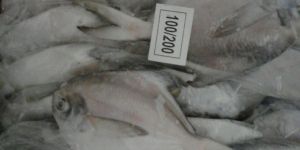 Silver Pomfret Fish