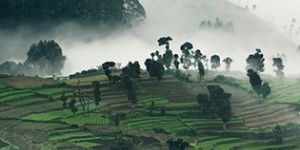 Kodaikanal Tour Packages