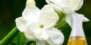 Jasmine Oil