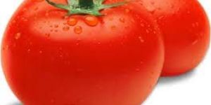 Fresh Tomato