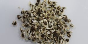 Moringa Seeds