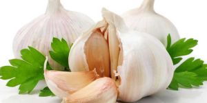 Garlic