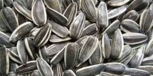 Sunflower Seed