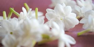 Fresh Jasmine Flower