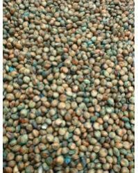 Sorghum Sudan Grass Seeds