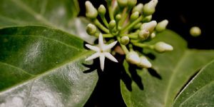 Muira Puama Extract
