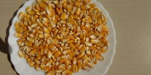 Maize