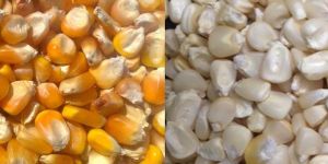 Yellow Maize