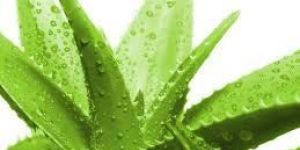 Fresh Aloe Vera Leaves