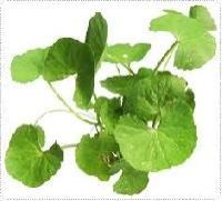 Centella Asiatica