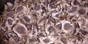 Fresh Moringa Seed Exporters