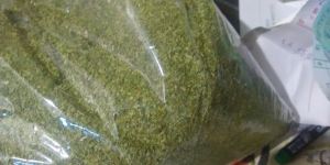Moringa Tea Cut Leaf Suppliers