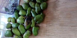 Soursop