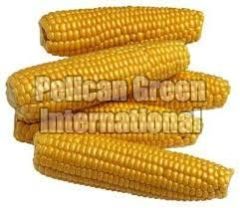 Yellow Corn