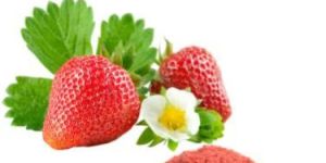 Spray Dried Fruit Powder