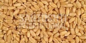 Wheat Seeds