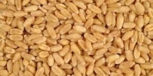 Wheat Grain