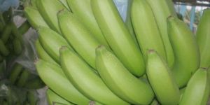 Fresh Green Banana