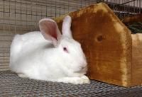 Breed Rabbits