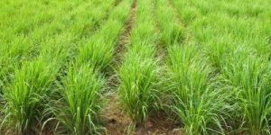 Lemon Grass Essential Oil