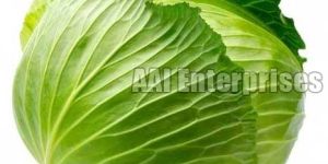 Fresh Cabbage