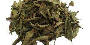 Curry Leaves