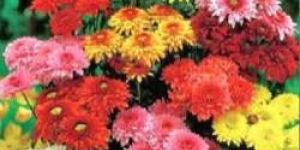 Chrysanthemum Flowers