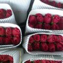 Red Rose Flowers