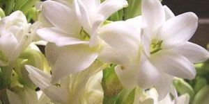 Tuberose Flowers
