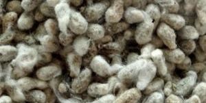 Cotton Seeds