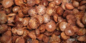 Betel Nuts