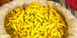 Turmeric