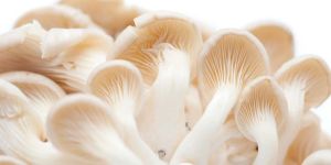 Fresh Oyster Mushroom