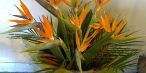 Fresh Birds of Paradise Flowers