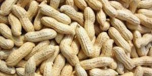 Groundnut