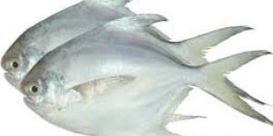 Frozen White Pomfret Fish
