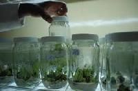 Tissue Cultured Banana Plants