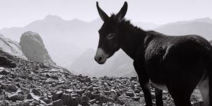 Donkey Milk