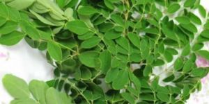 Drumstick Leaves