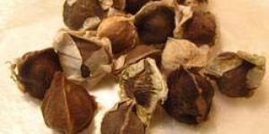 Dried Drumstick Seeds