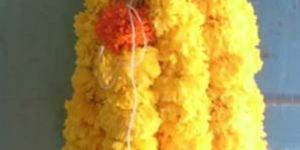 Fresh Marigold Flower