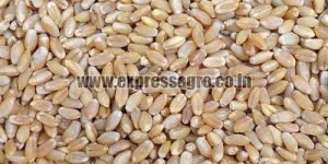 MP Boat Wheat Seeds