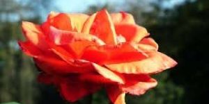 Fresh Orange Rose Flower