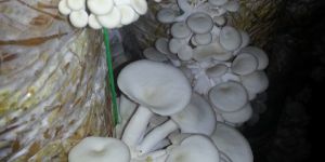 Fresh Oyster Mushroom