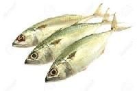 Indian Mackerel