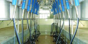 Herringbone Milking Parlor